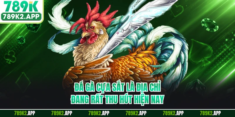 Đá gà cựa sắt là địa chỉ đang rất thu hút hiện nay