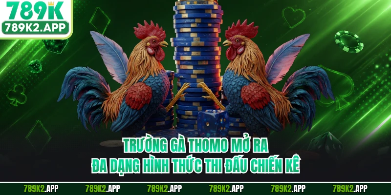 Trường gà Thomo mở ra đa dạng hình thức thi đấu chiến kê
